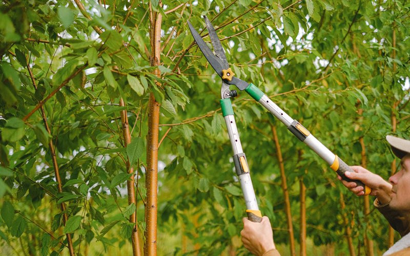 Tree trimming in Rector, AR